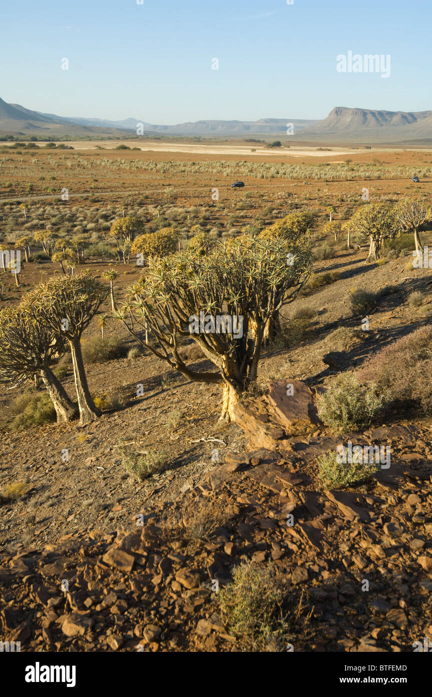 Per Quiver Tree Forest Namaqualand Northern Cape Sud Africa Foto Stock