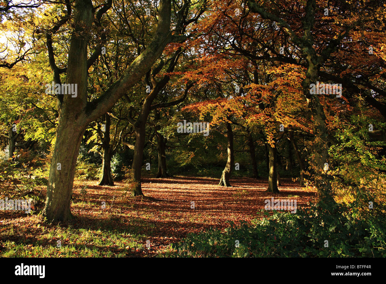 Colore di autunno in un bosco di faggi che mostra la caduta di foglie di colore marrone Foto Stock