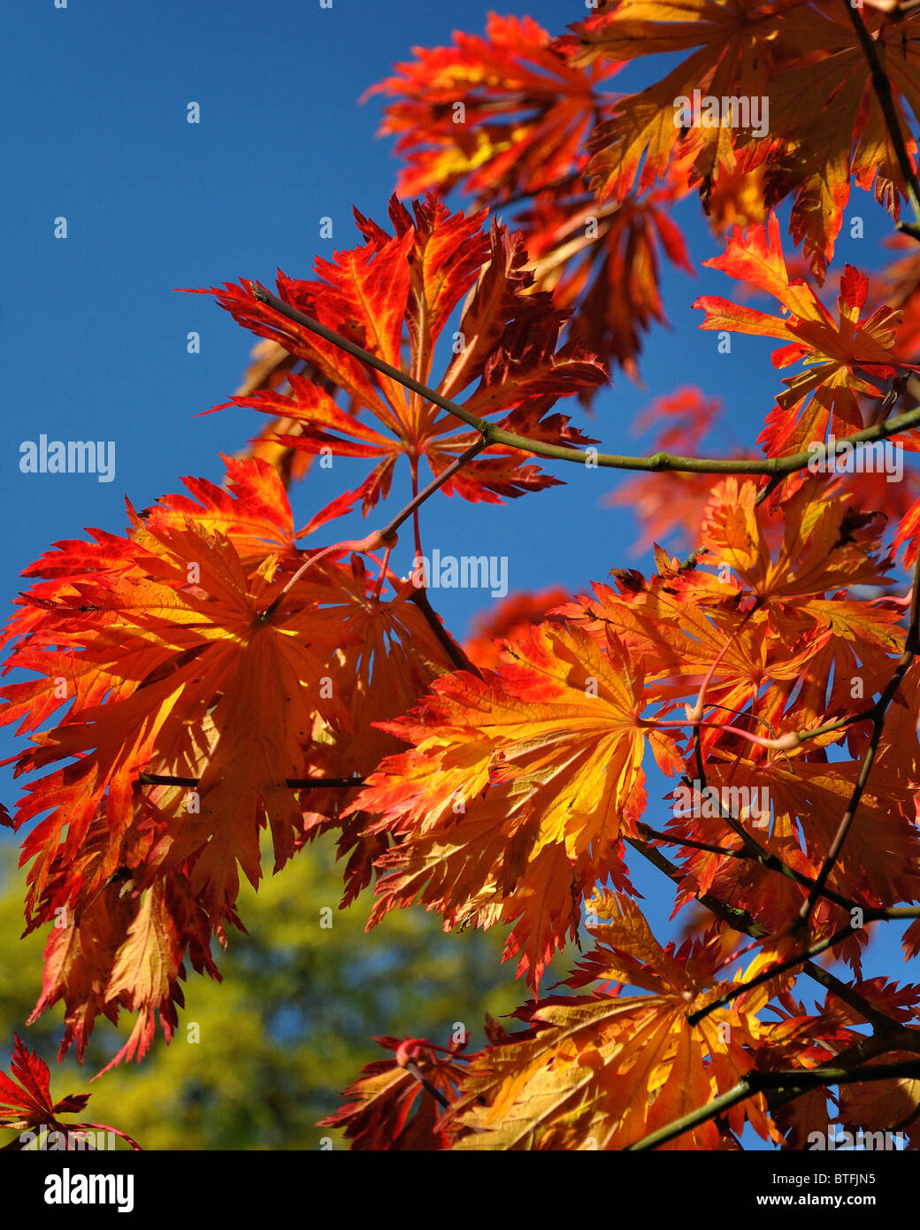 foglio di autunno Foto Stock