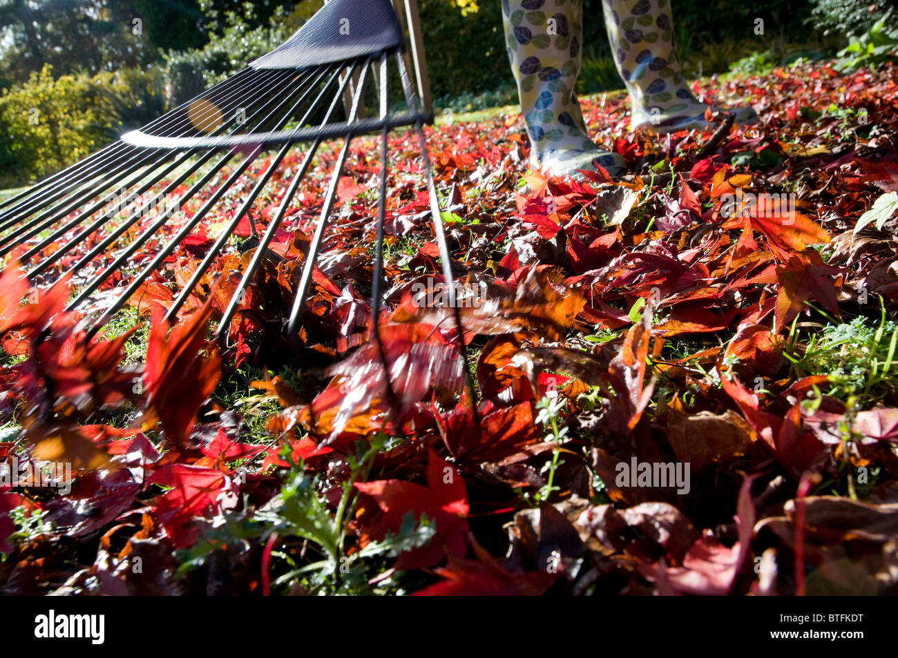 Persona raccogliere foglie di autunno con giardino rastrello in foglia Foto Stock