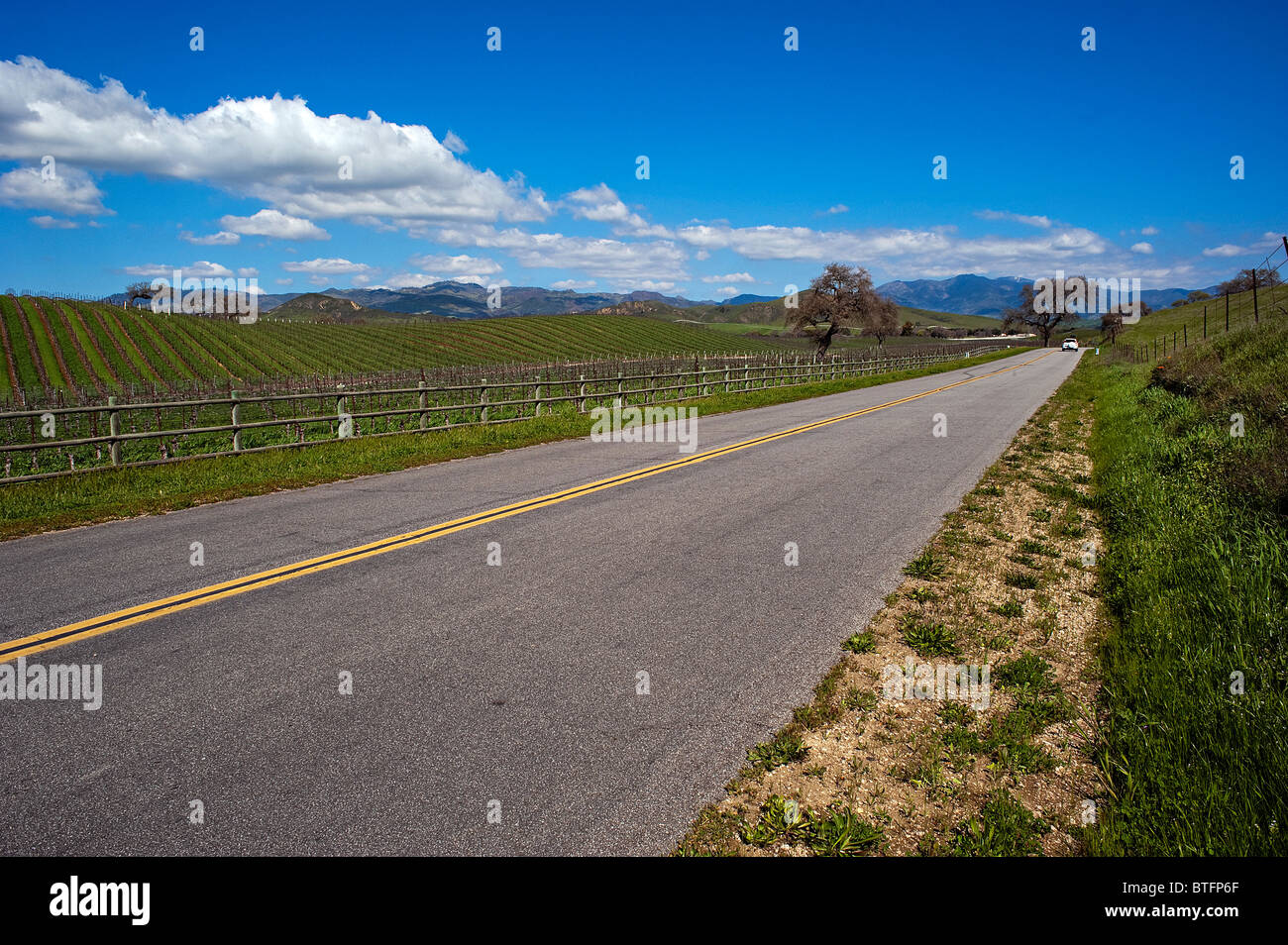 Vigneto, Santa Ynez, California Foto Stock