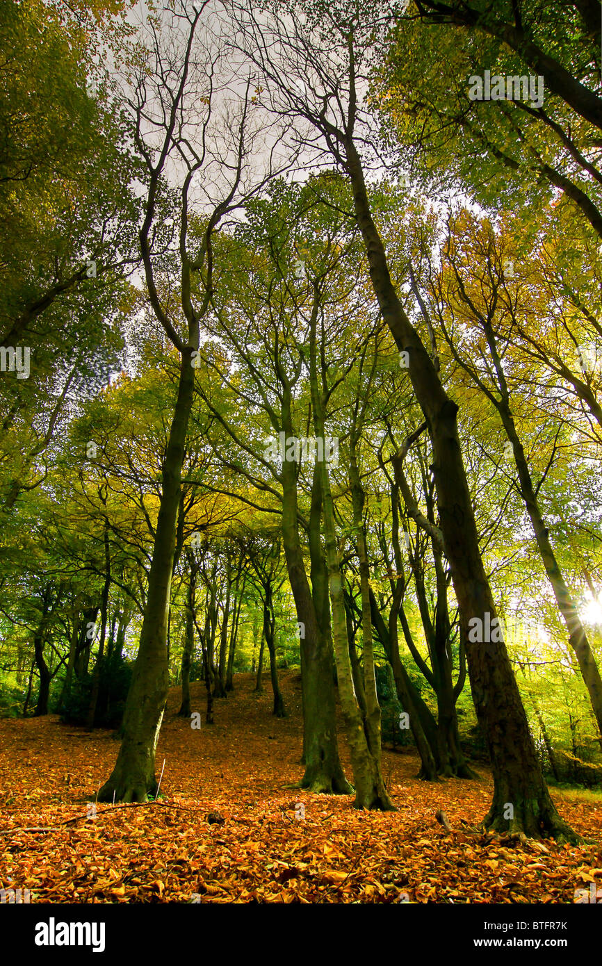 Autunno Scenic di Ryton Willows, bosco a piedi, Tyneside. Foto Stock