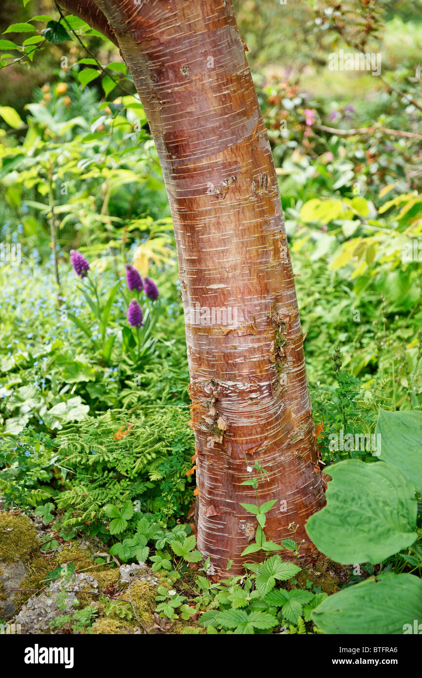 Betula utilis. L'Himalayan betulla in giardino Arduanie, Argyll, Scotland, Regno Unito. Foto Stock