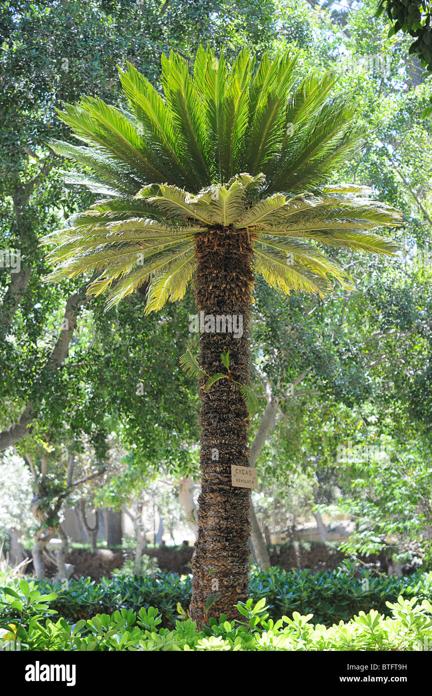 Un albero di cycas in un parco pubblico Foto stock - Alamy