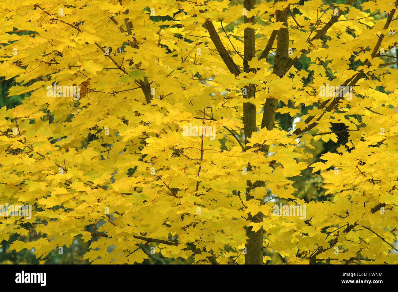 Giallo di foglie di acero in autunno in autunno Acer platanoides Foto Stock