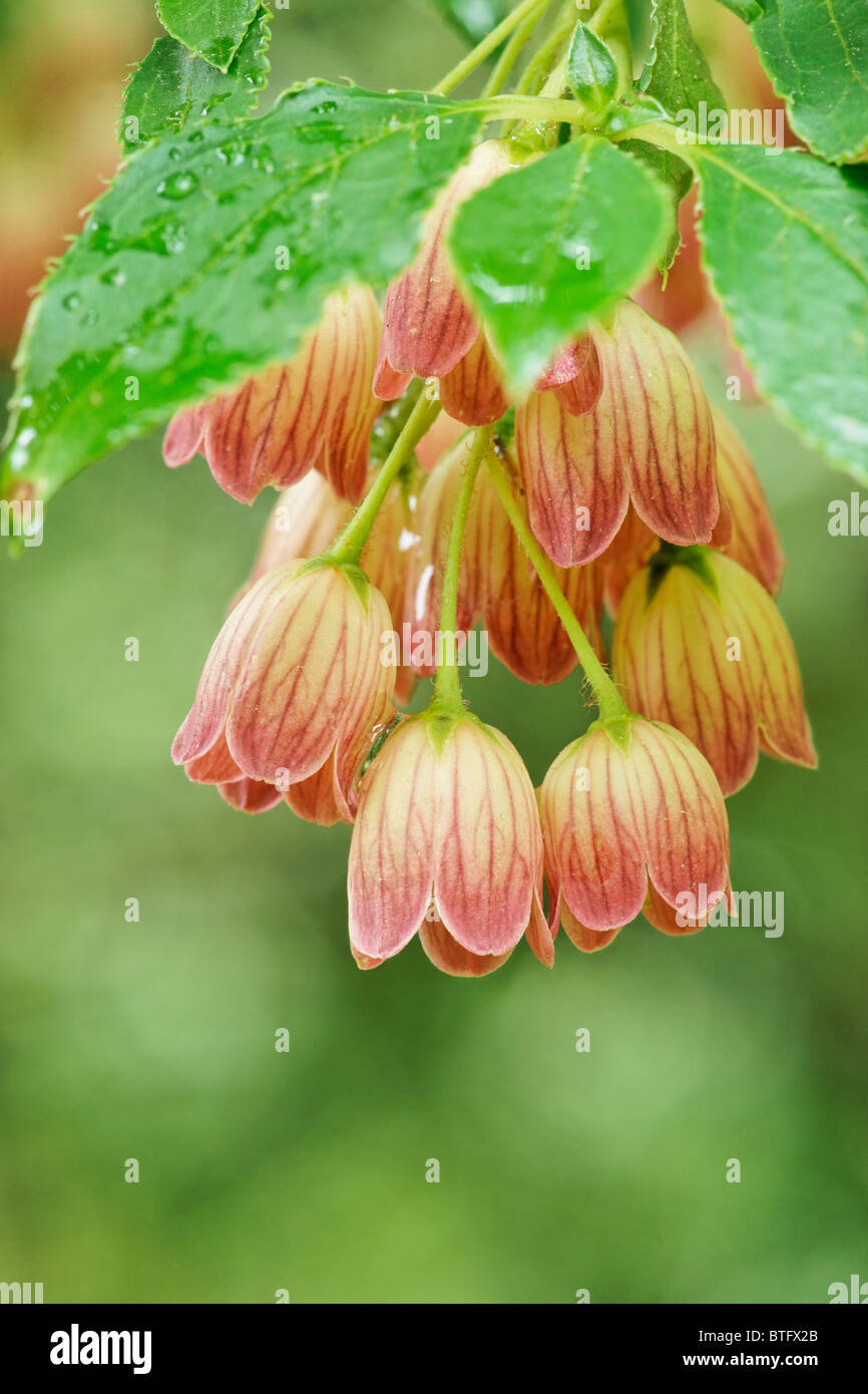 La forma di campana fiori di Enkianthus campanulatus Foto Stock