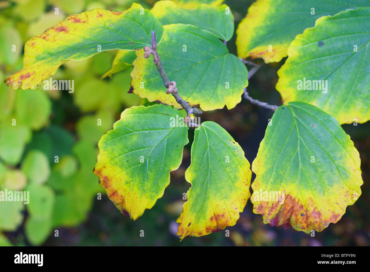Amamelide Foglie di autunno Hamamelis intermedia Foto Stock