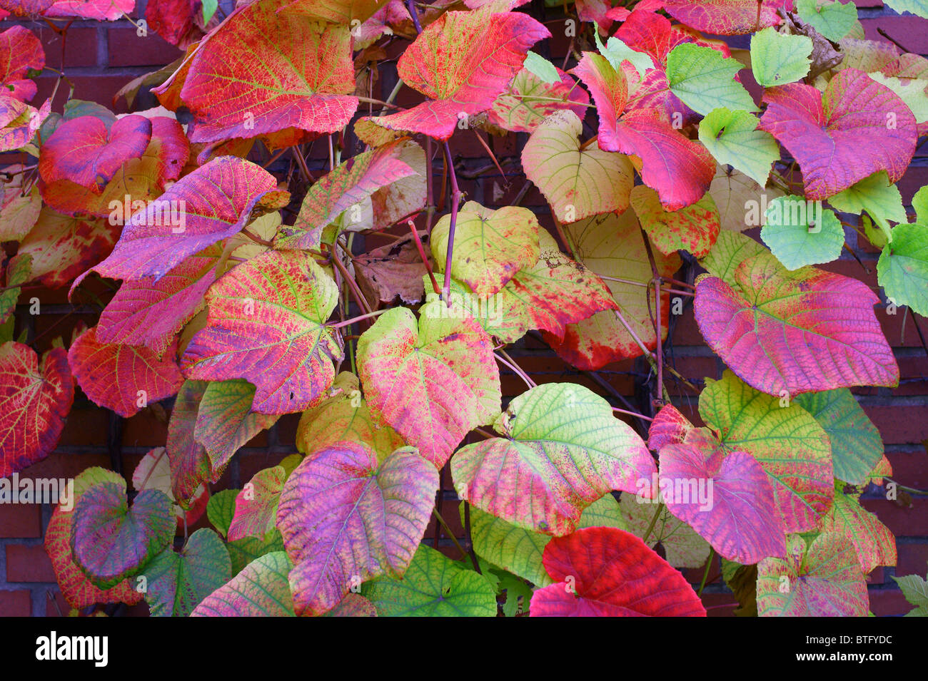 Crimson vite gloria Gloryvine multicolor le foglie in autunno Vitis coignetiae Foto Stock