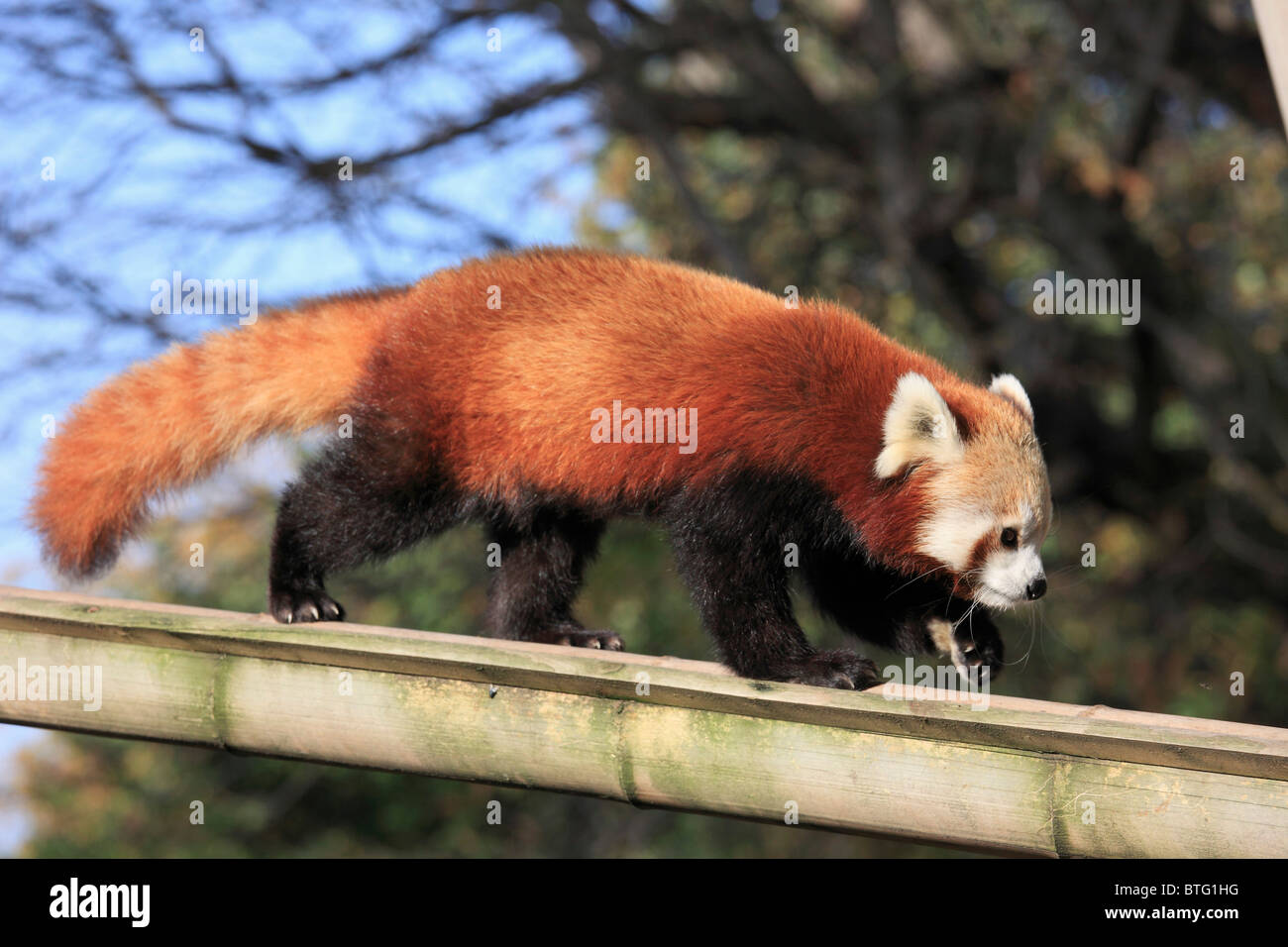 Panda rosso, Ailurus fulgens, Foto Stock