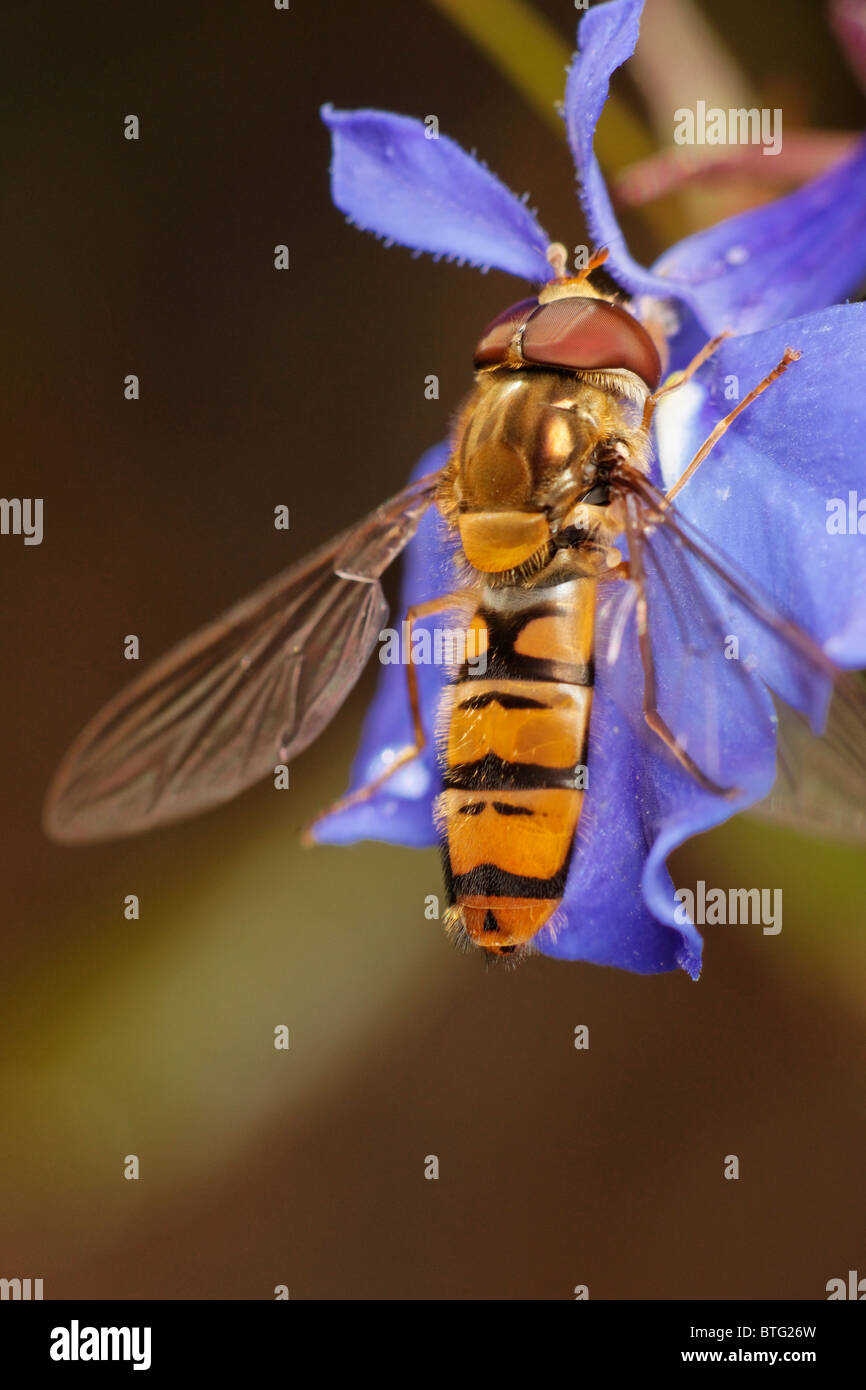 Voce maschile Episyrphus balteatus, o la marmellata di arance hoverfly alimentazione su un fiore di Lobelia. Foto Stock