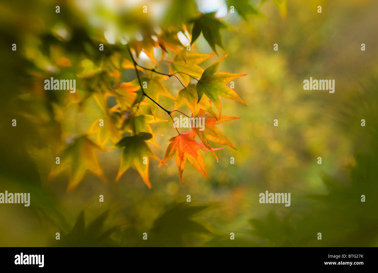 Close-up di immagine vibrante Autunno/caduta foglie colorate di Acer Palmatum il giapponese acero, immagine presa contro un dolce sottofondo. Foto Stock