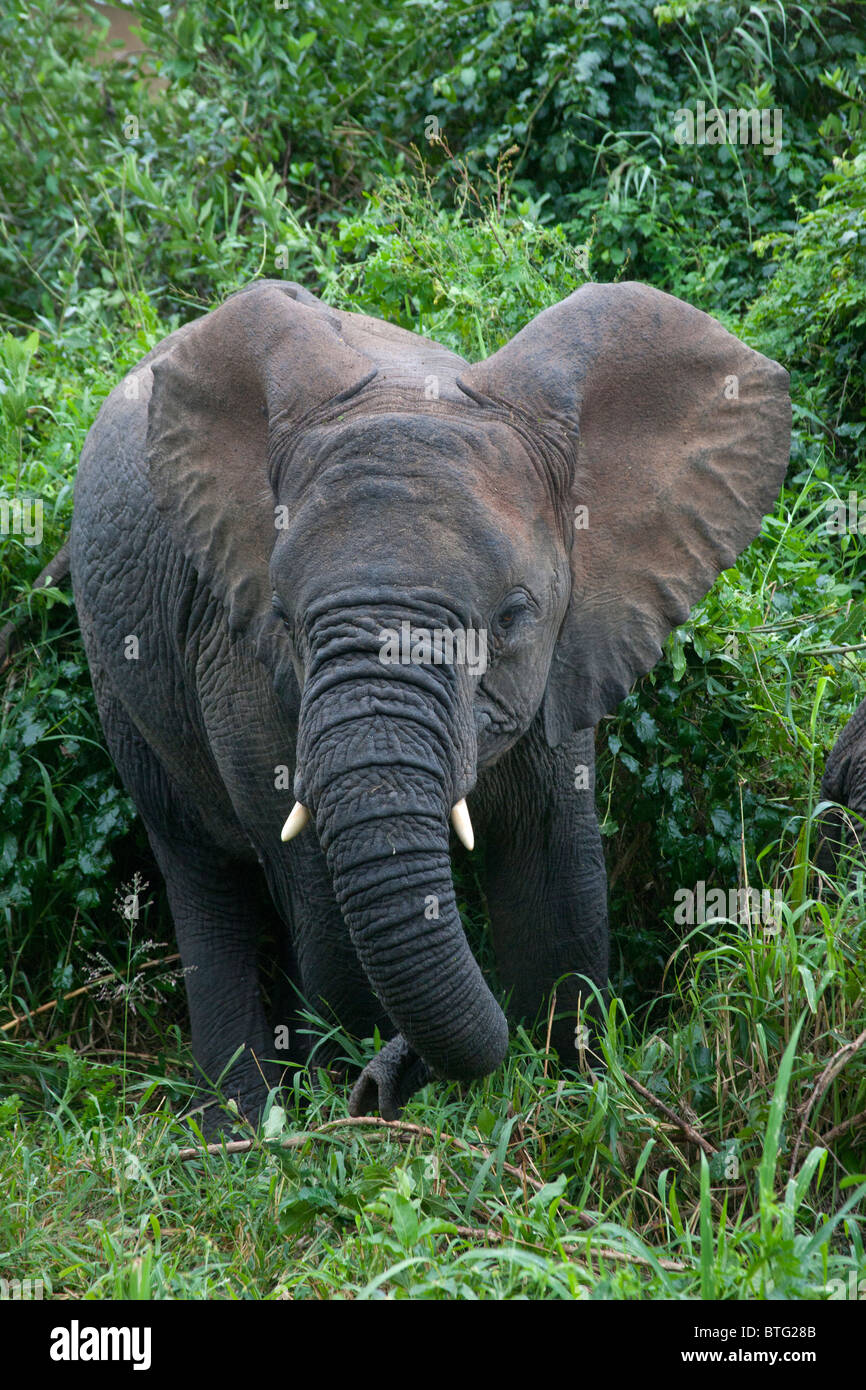 Giovane elefante mangiare fogliame Foto Stock