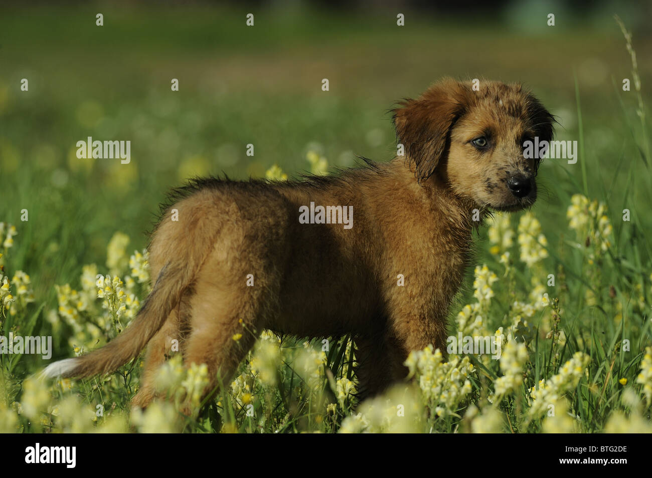 Waeller (Canis lupus familiaris). Puppy in piedi in un prato fiorito. Foto Stock