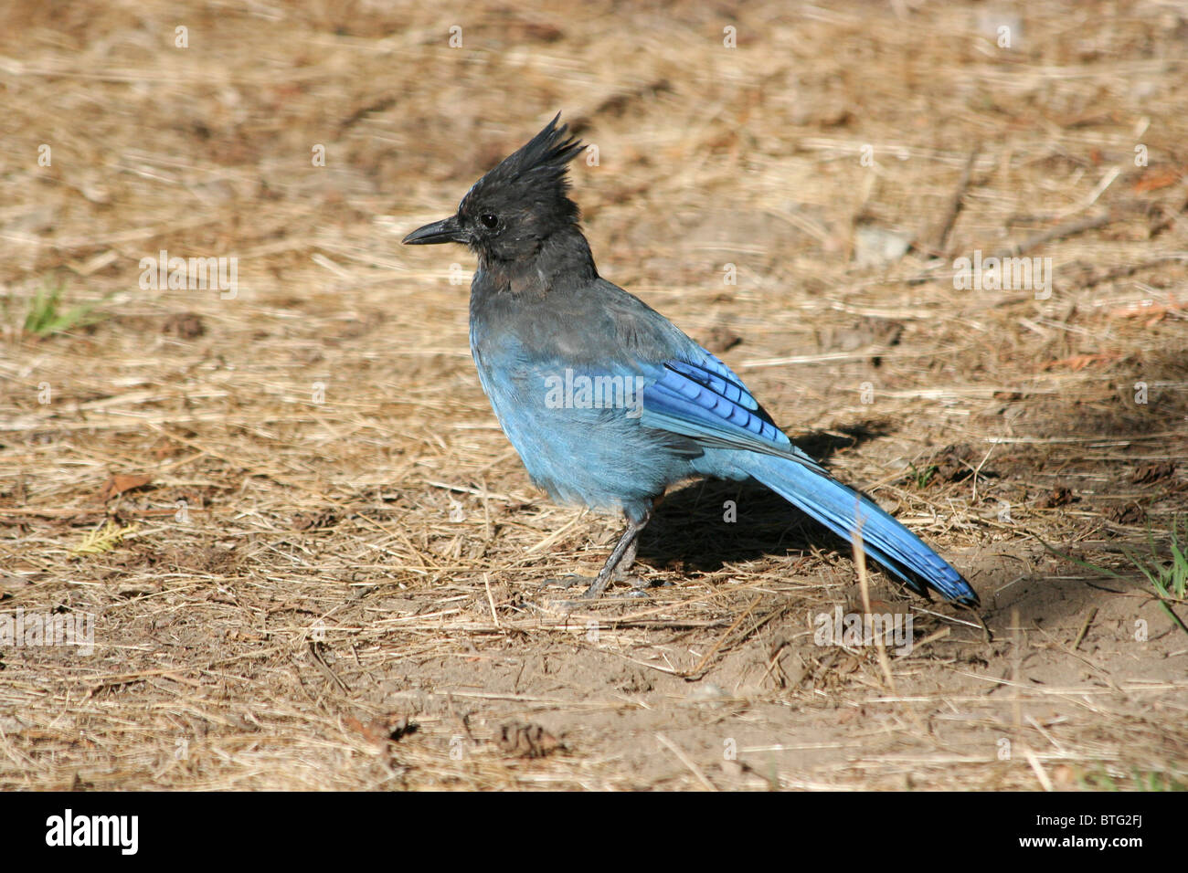 Steller Jay (Cyanocitta stelleri) in Pfeiffer Big Sur State Park Foto Stock