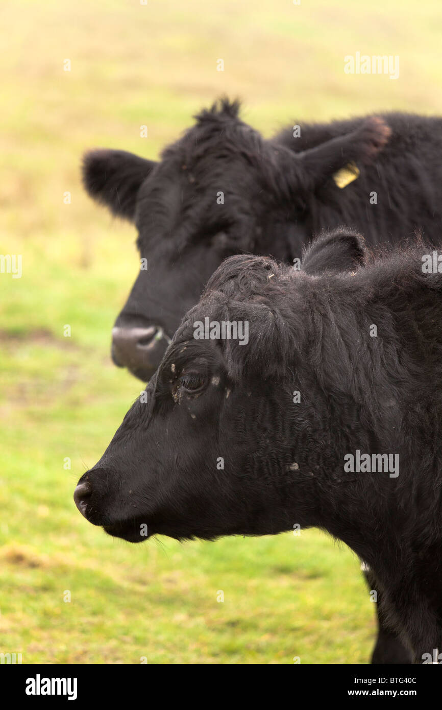 Aberdeen Angus bovini fino in prossimità della testa Foto Stock