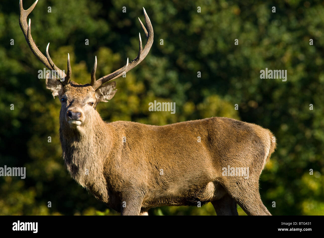 Maschio rosso cervo riposo durante la stagione di solchi Foto Stock
