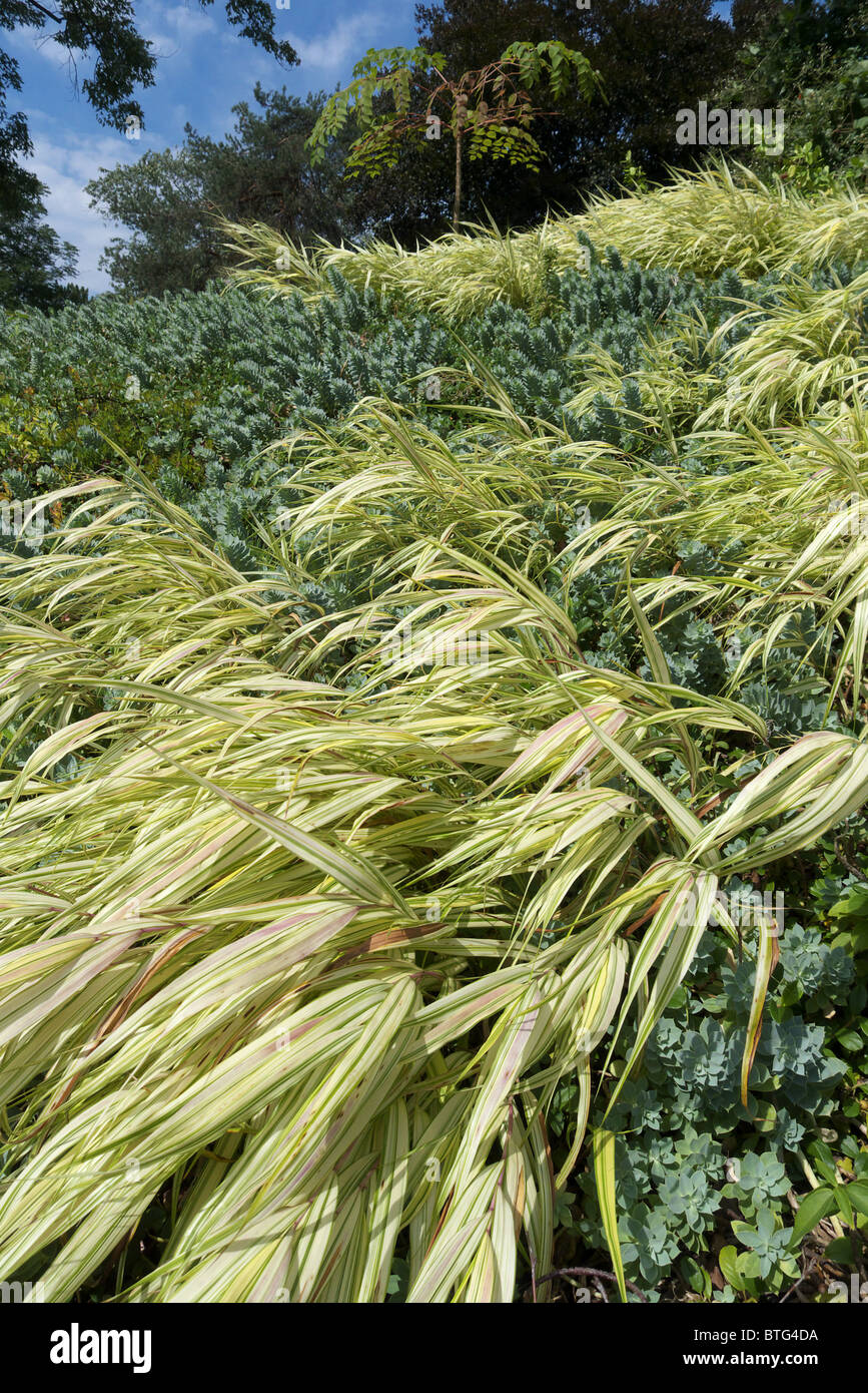 Una collina inclinata la piantagione di giapponese di erba di Hakone Foto Stock