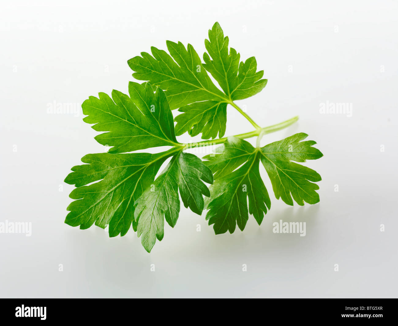 Top Shot di piatta lasciarono il prezzemolo foglie di erbe contro uno sfondo bianco per tagliare Foto Stock