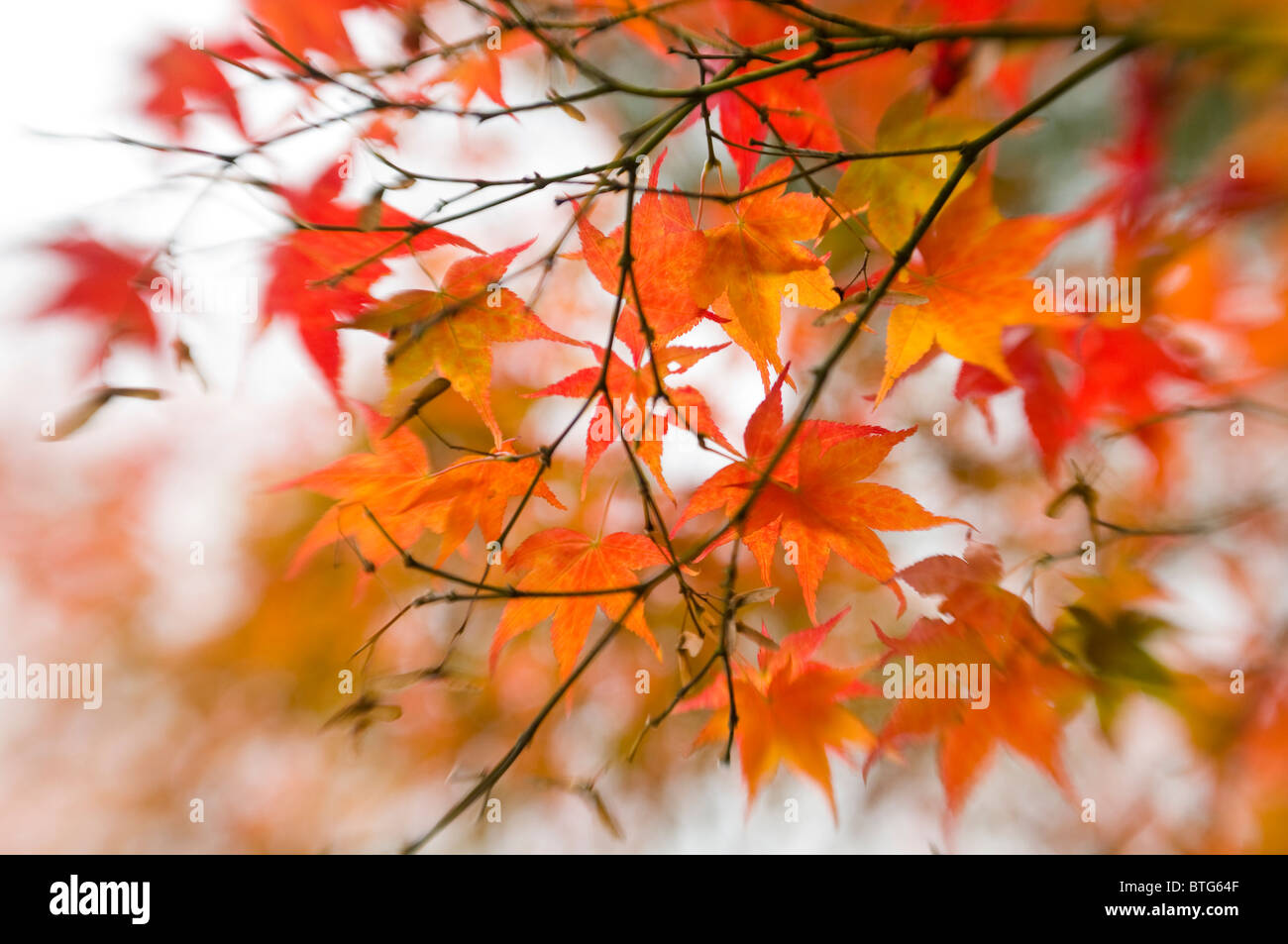 Close-up di immagine vibrante Autunno/caduta foglie colorate di Acer Palmatum il giapponese acero, immagine presa contro un dolce sottofondo. Foto Stock