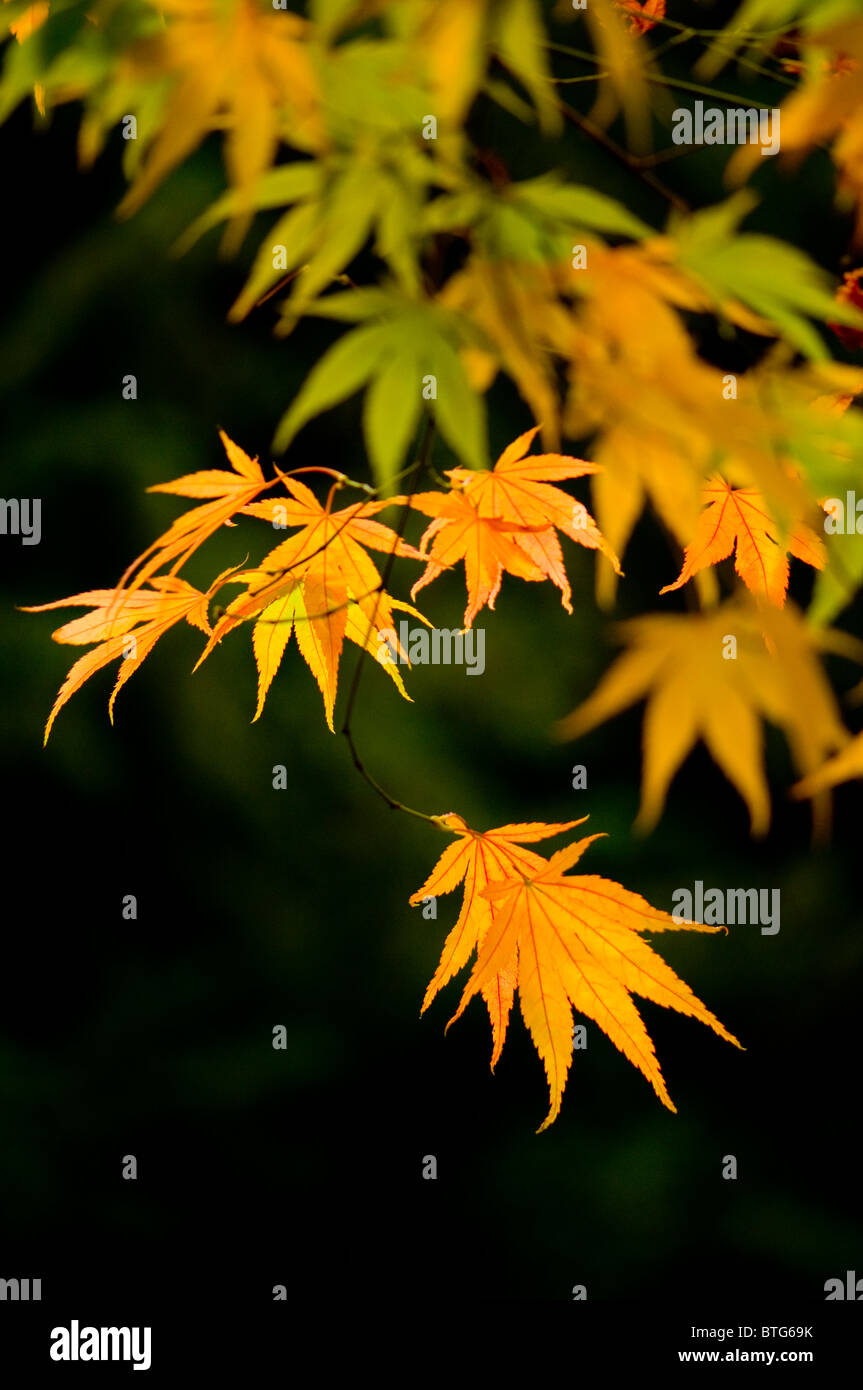 Close-up di immagine vibrante Autunno/caduta foglie colorate di Acer Palmatum il giapponese acero, immagine presa contro un dolce sottofondo. Foto Stock
