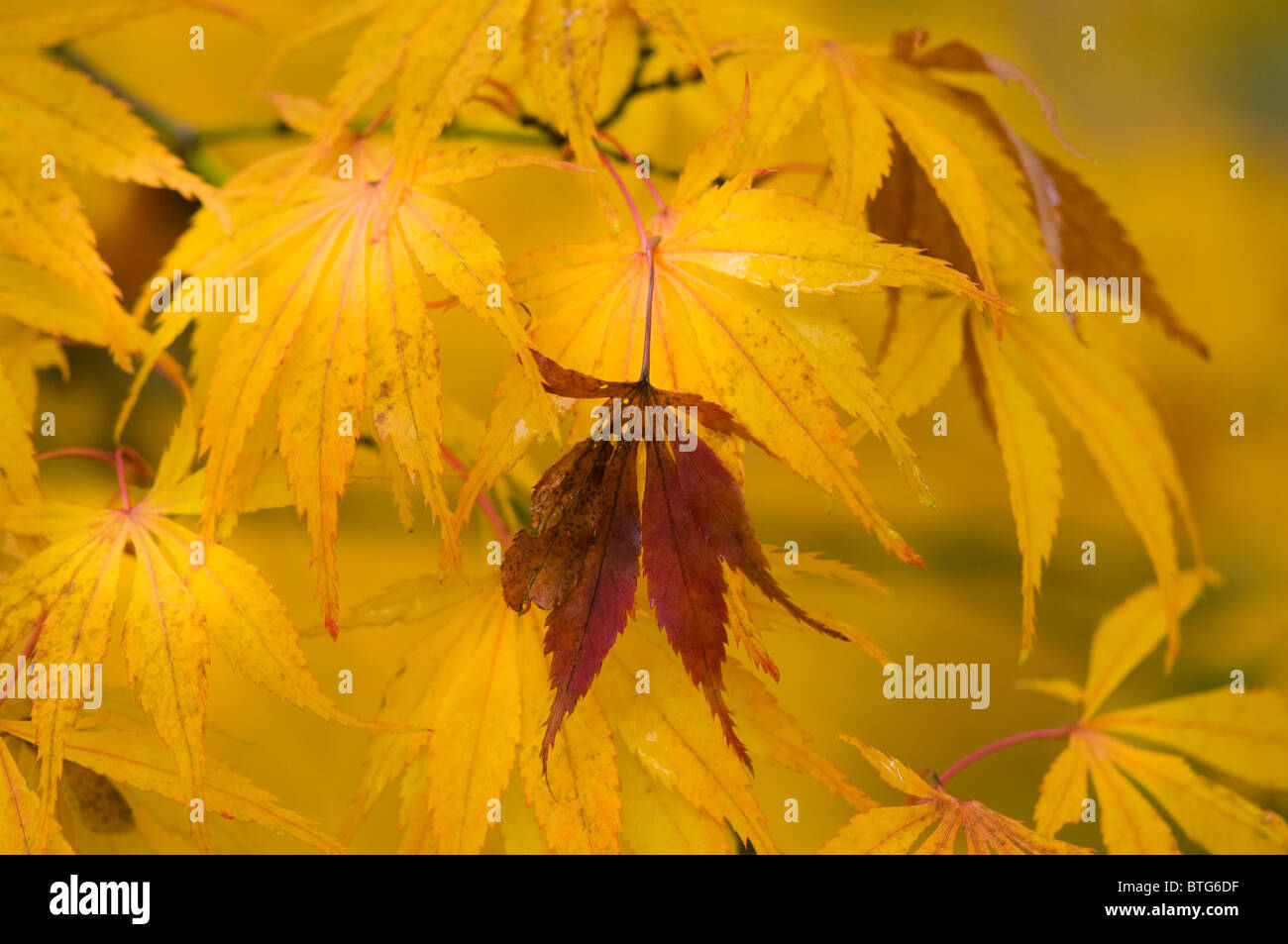 Close-up di immagine vibrante Autunno/caduta foglie colorate di Acer Palmatum il giapponese acero, immagine presa contro un dolce sottofondo. Foto Stock