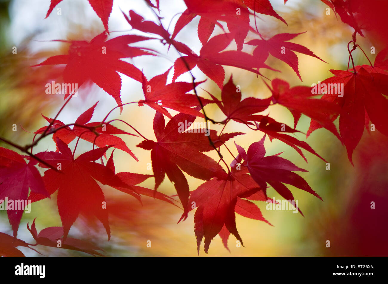 Close-up di immagine vibrante Autunno/caduta foglie colorate di Acer Palmatum il giapponese acero, immagine presa contro un dolce sottofondo. Foto Stock