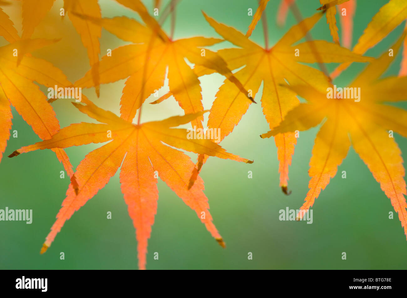 Close-up di immagine vibrante Autunno/caduta foglie colorate di Acer Palmatum il giapponese acero, immagine presa contro un dolce sottofondo. Foto Stock