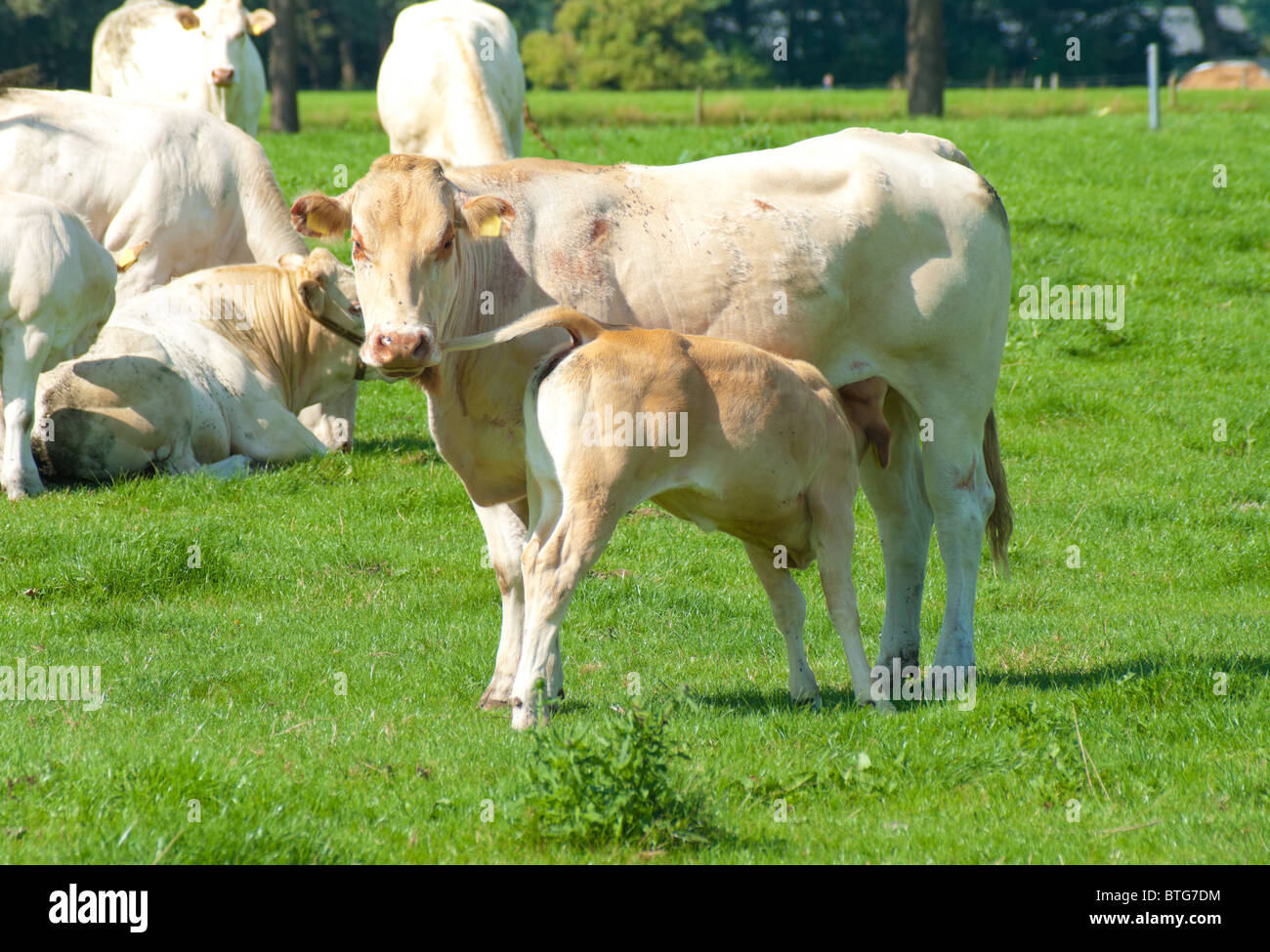 Vitello di latte da bere Foto Stock