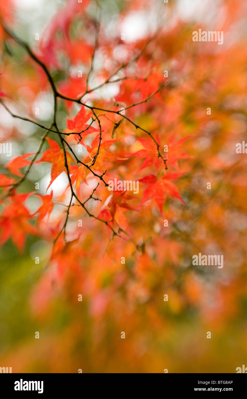 Close-up di immagine vibrante Autunno/caduta foglie colorate di Acer Palmatum il giapponese acero, immagine presa contro un dolce sottofondo. Foto Stock