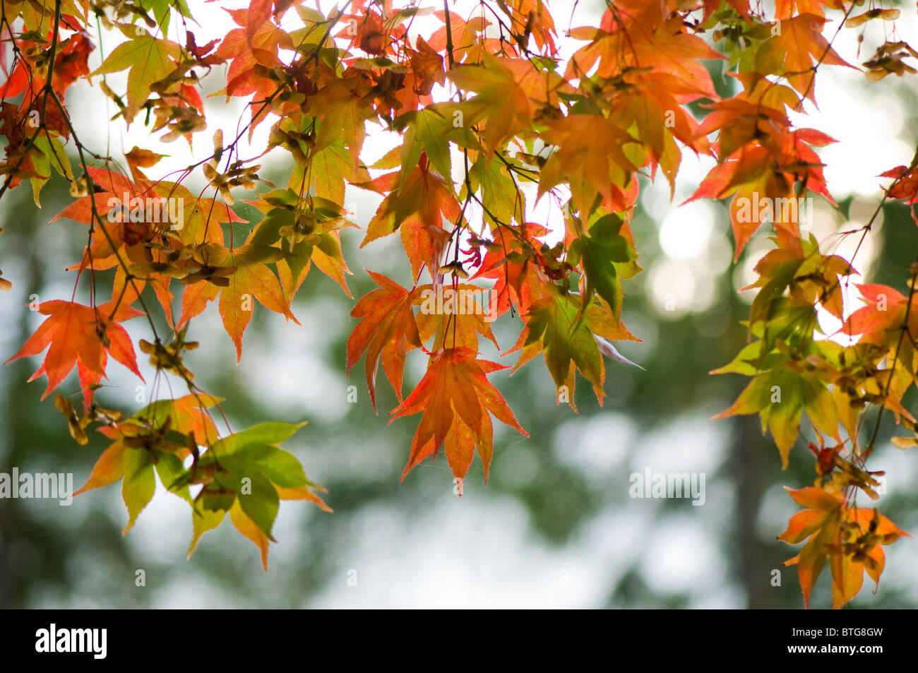 Close-up di immagine vibrante Autunno/caduta foglie colorate di Acer Palmatum il giapponese acero, immagine presa contro un dolce sottofondo. Foto Stock