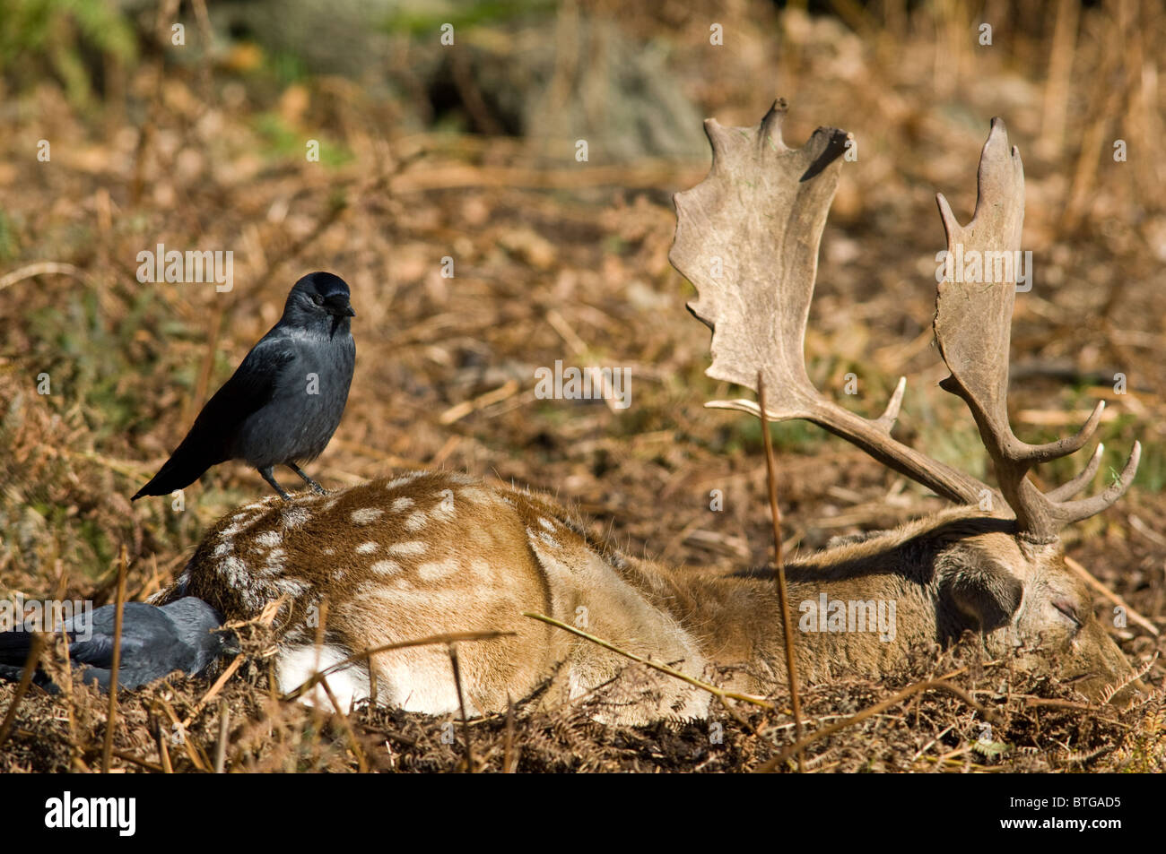 Maschio o buck daini a riposo con pulizia jackdaws cervi di insetti Foto Stock