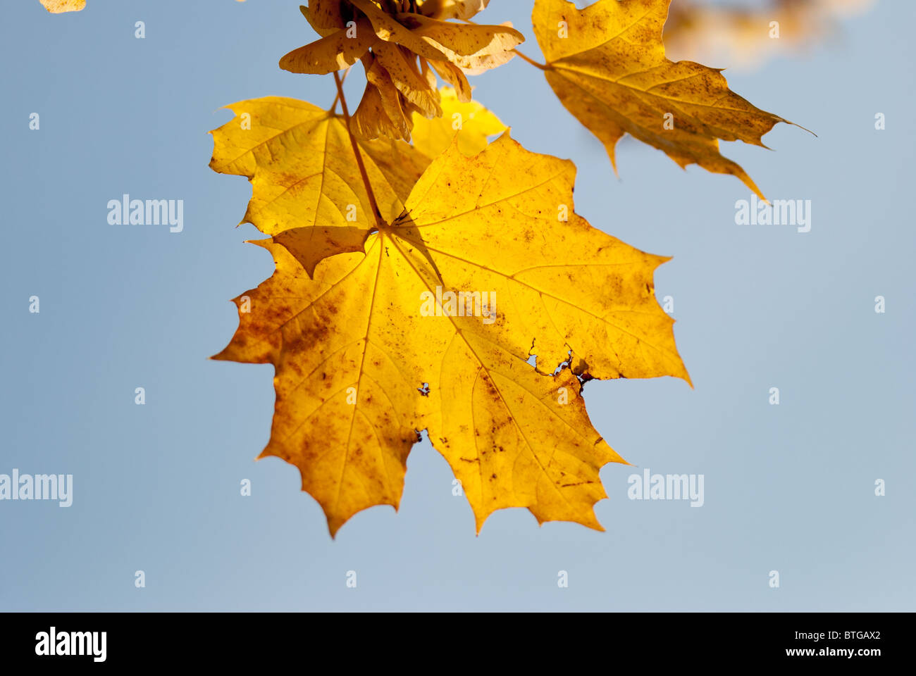 Un Norvegia Maple Leaf che ha girato per una ricca di colore giallo Foto Stock