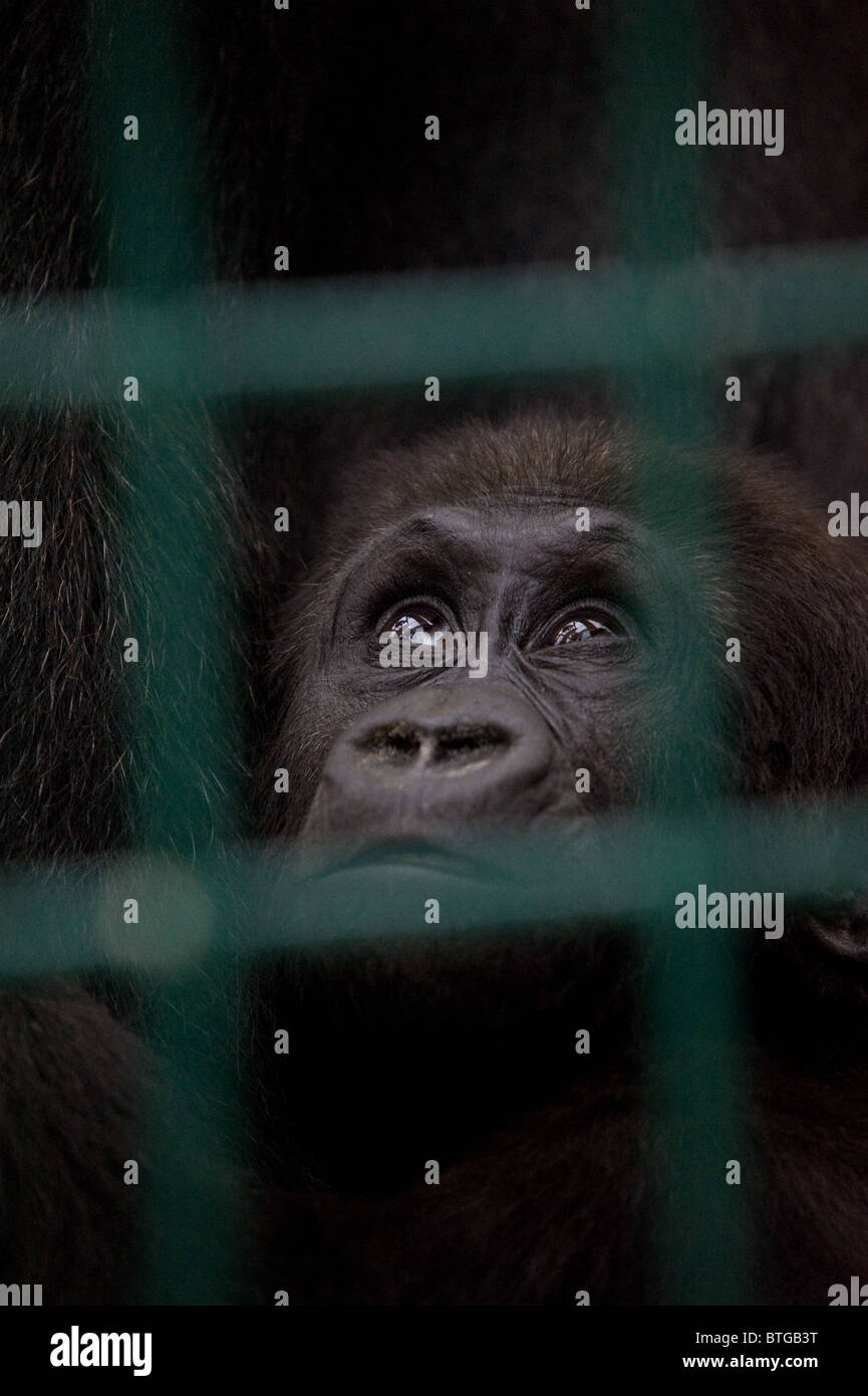 Un captive baby Westland pianura gorilla Foto Stock