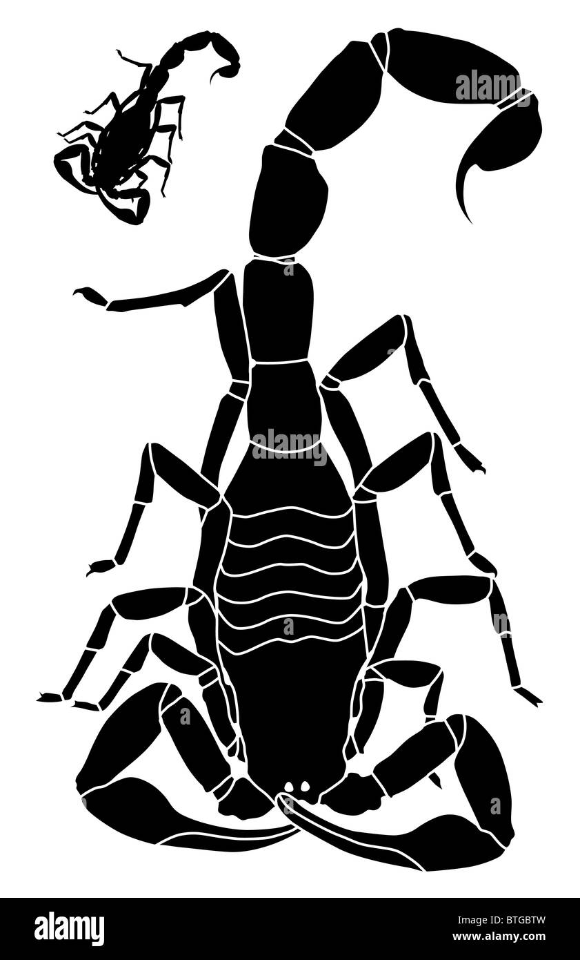 Illustrazione di uno scorpione Foto Stock