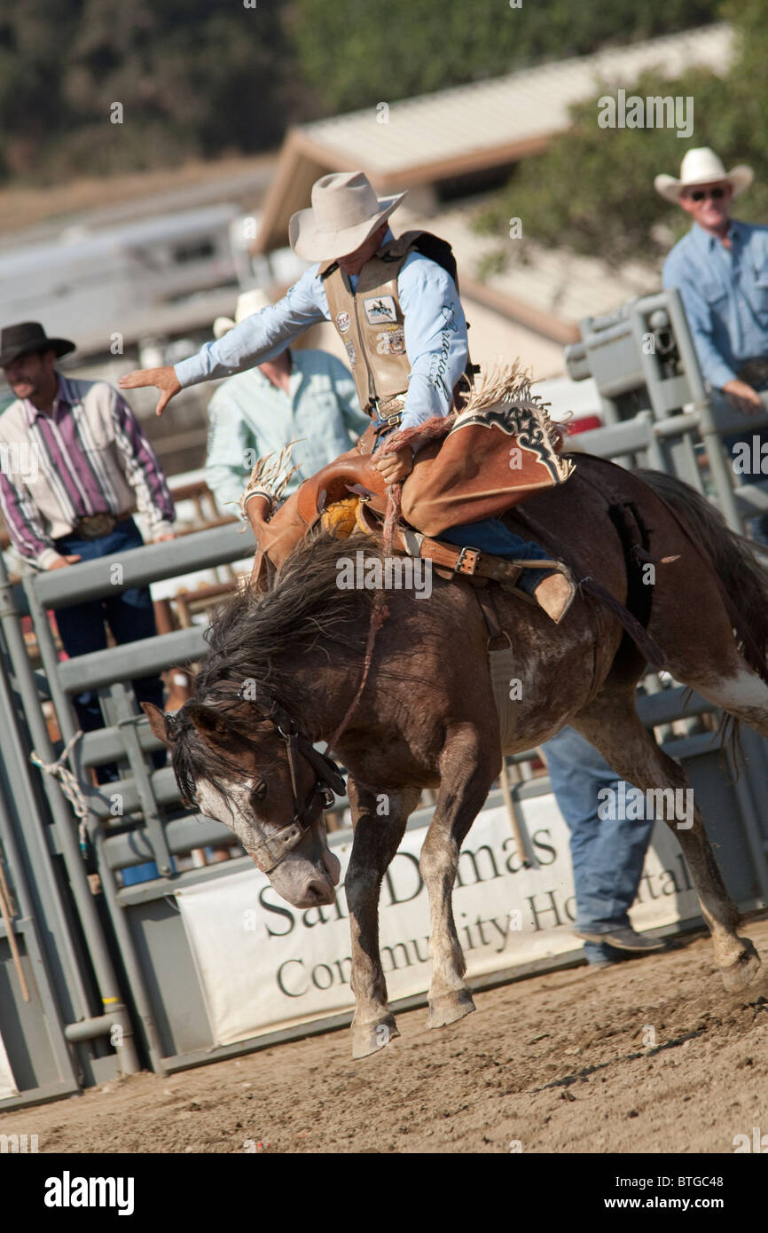 Unidentified cowboy compete in sella Bronc evento presso il San Dimas Rodeo a San Disma il 2 ottobre 2010. Foto Stock