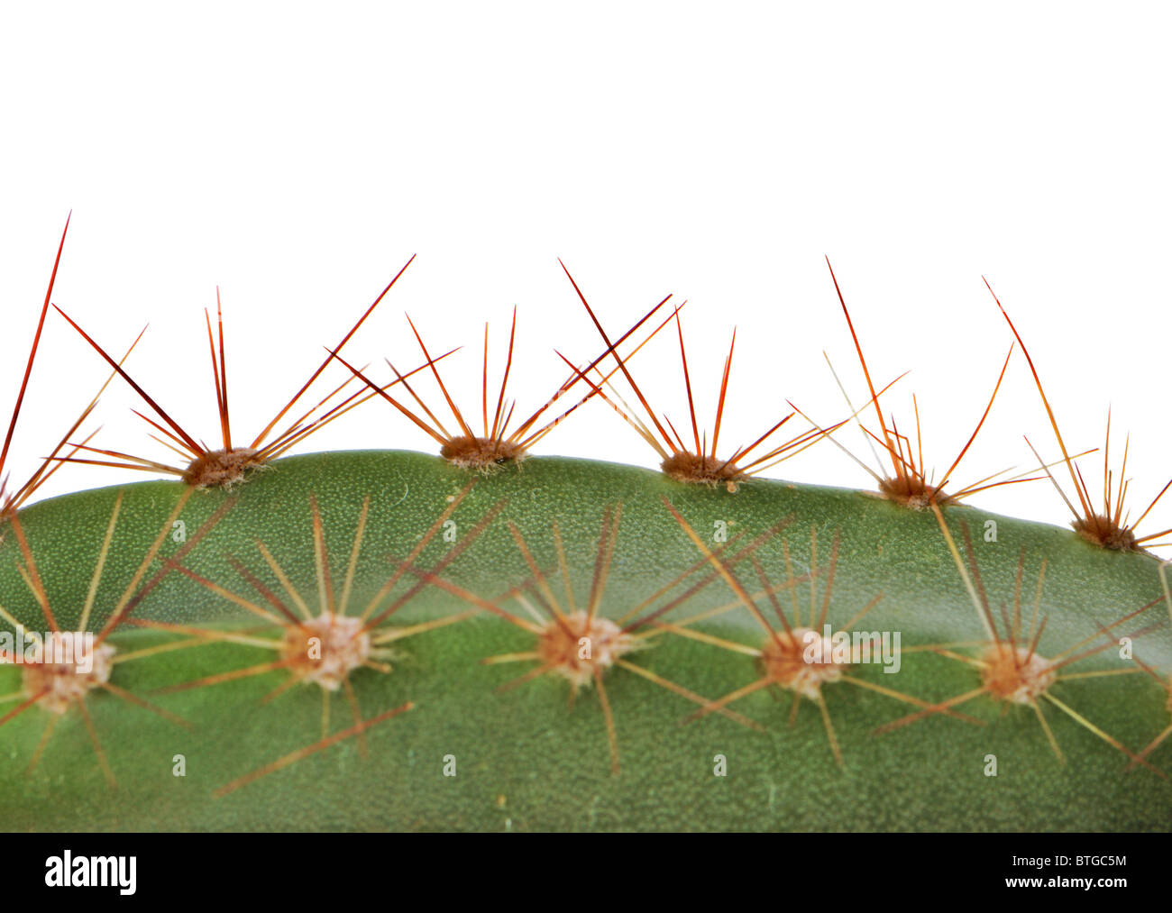 Sharp spine di Cactus Close-up Foto Stock