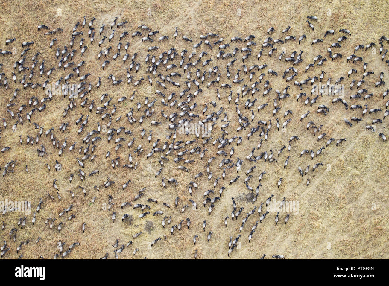 Vista aerea del GNU migrazione. Fino a 1,5 milioni di gnu si muovono attraverso il Mara/Serengeti ogni anno. Kenya Foto Stock