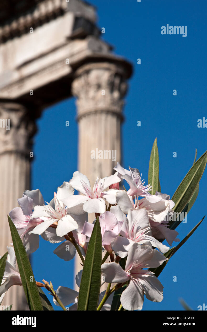 Dettaglio del tempio di Castore e Polluce. Esempio di Corinto capitale. Fori Imperiali Roma Italia Foto Stock