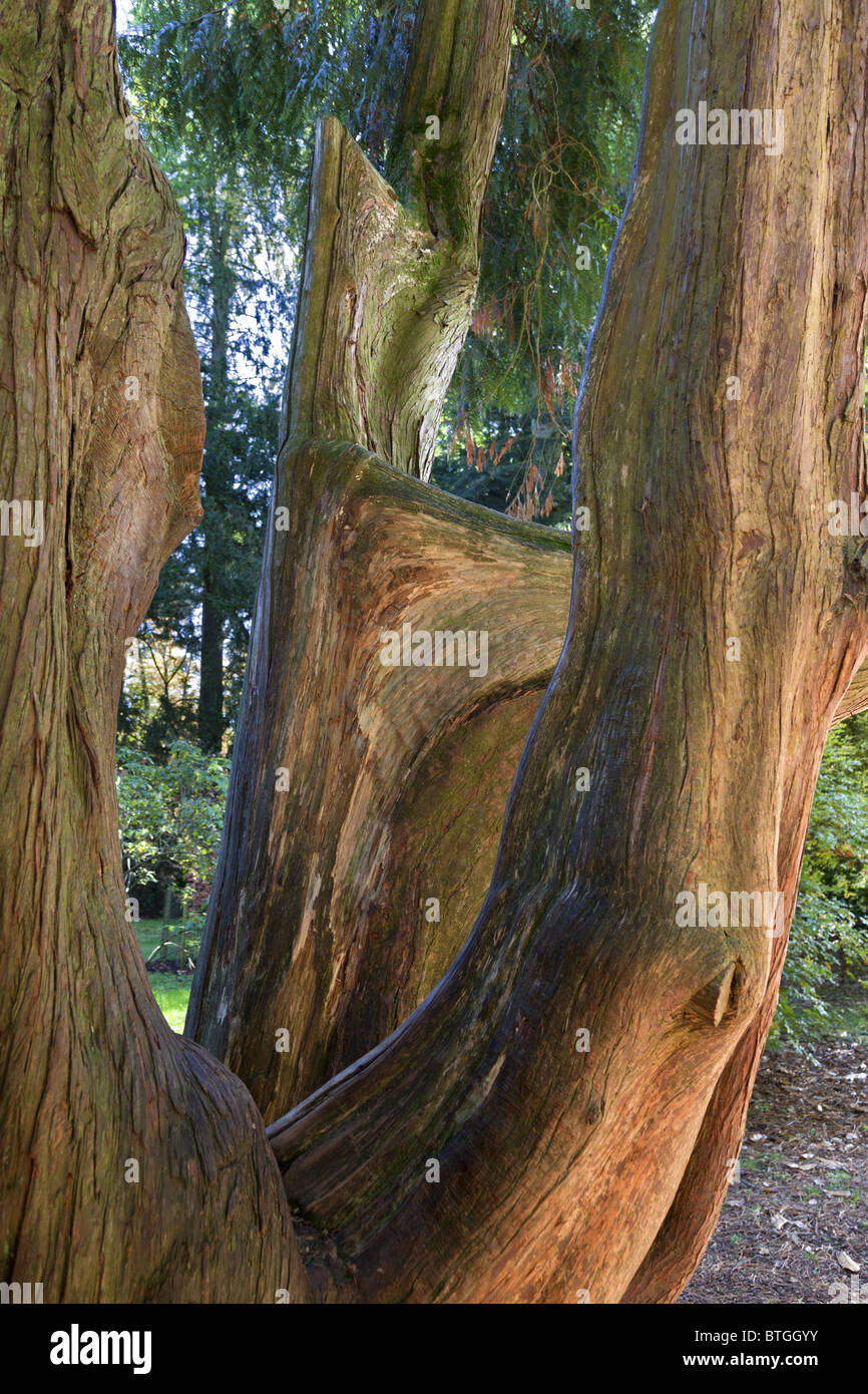 Tronco di albero in Westobirt Arboretum Foto Stock