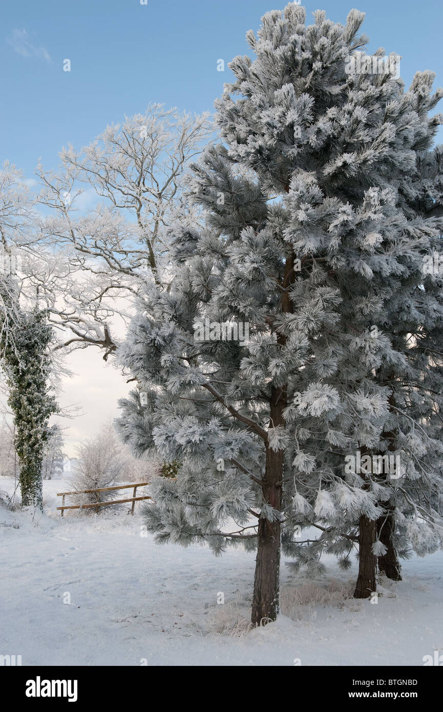 Albero e recinto piccolo nella bellissima giornata invernale Foto Stock