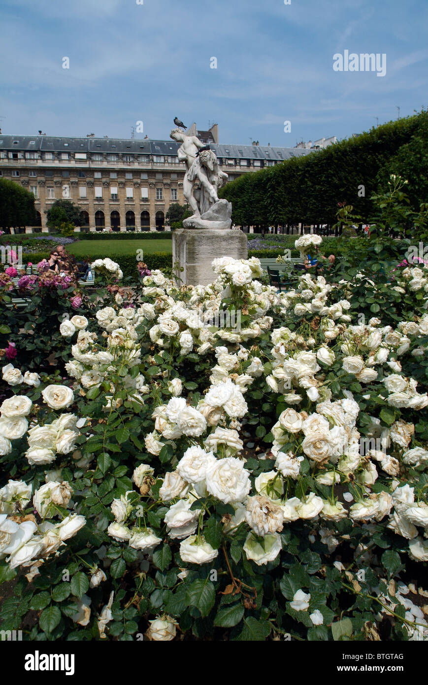 Rose bianche in fiore nel giardino del Palais Royal, Paris, Francia Foto Stock