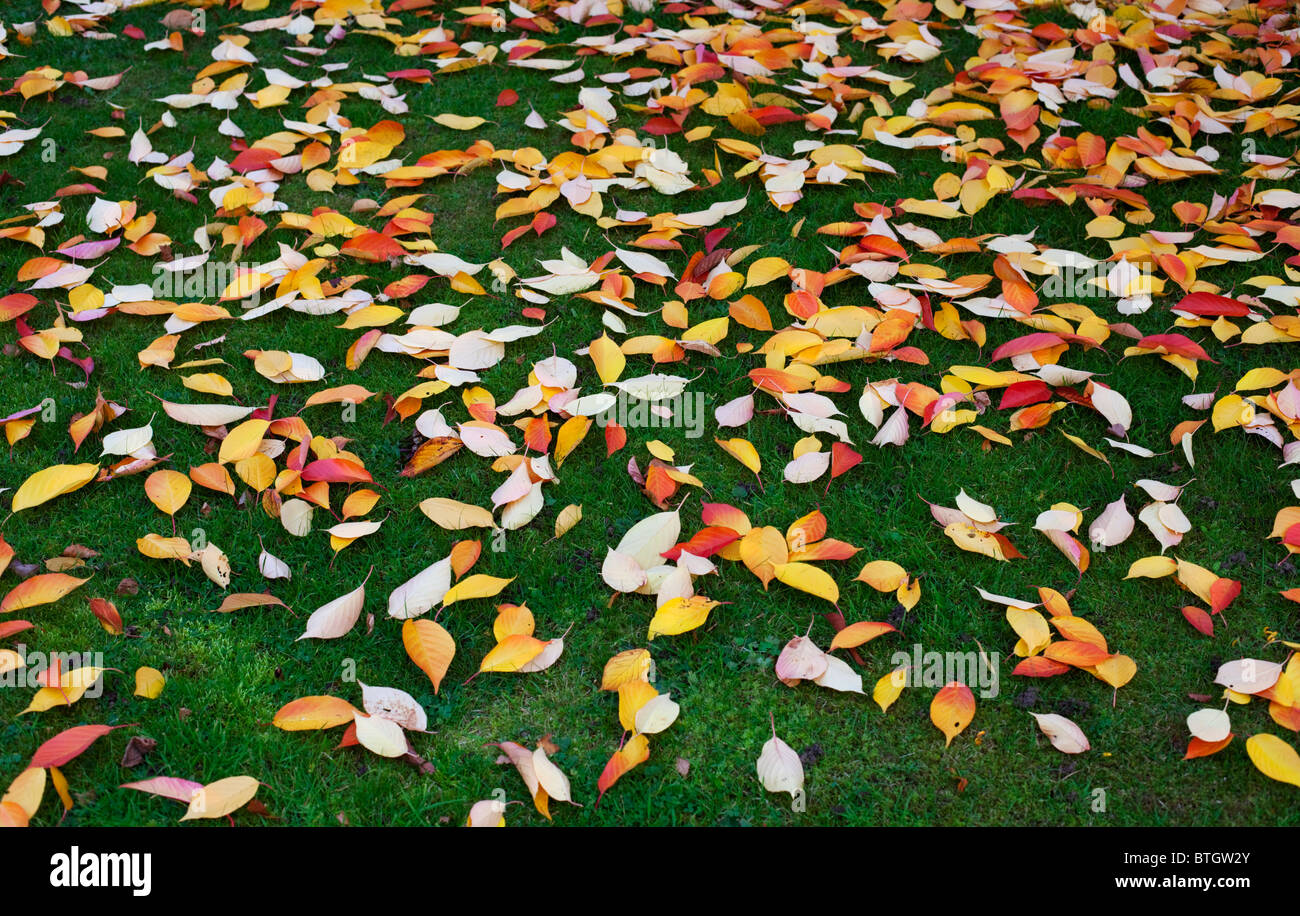 Sparse in foglie di autunno su erba in Worcesteshire, REGNO UNITO Foto Stock