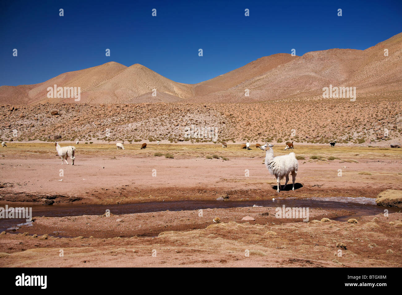 I lama nel deserto di Atacama, Cile Foto Stock