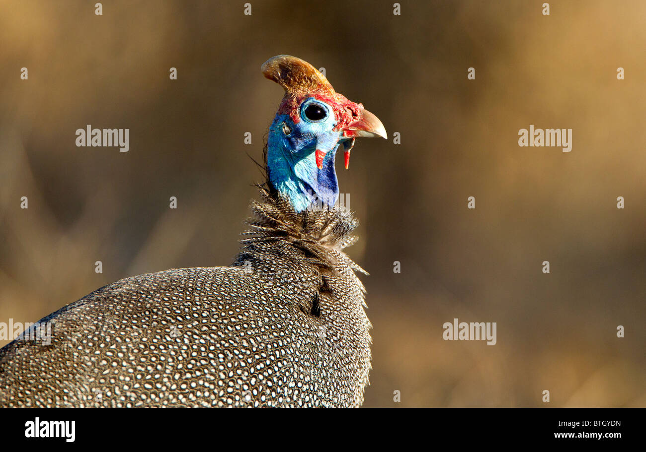 Helmeted le faraone in close-up, Kruger National Park, Sud Africa. Foto Stock