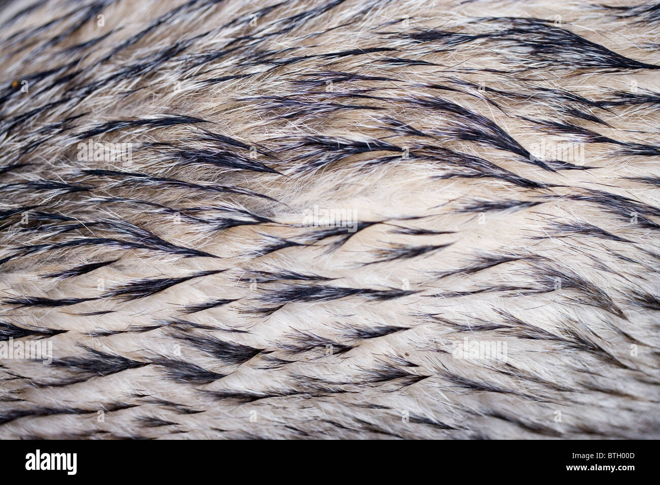 Cane (Canis lupus familiaris). Protezione esterna capelli dopo la pioggia pesante. I peli si fondono a 'V' patterns sagomati che aiutare a gettare acqua . Foto Stock