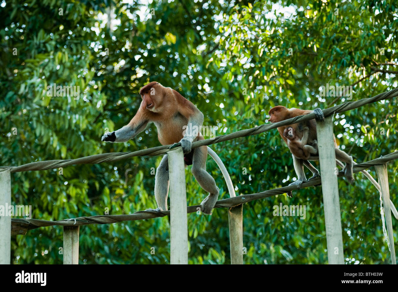 Piccola famiglia di proboscide scimmie (Nasalis larvatus) attraversando una scimmia speciale ponte su un tribituary al fiume Kinabatangan. Foto Stock