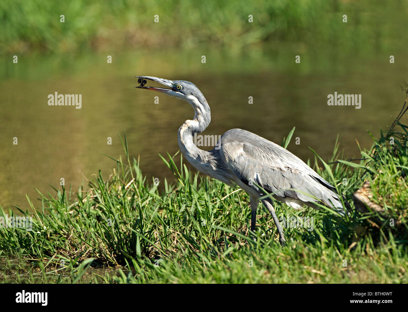 A testa nera Heron alimentazione, Kruger National Park, Sud Africa. Foto Stock