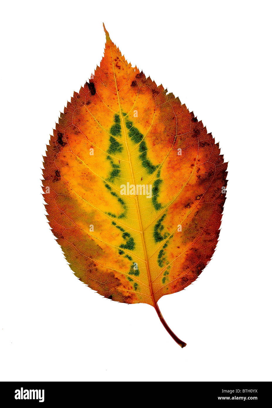 Foglia caduta isolati su sfondo bianco Foto Stock