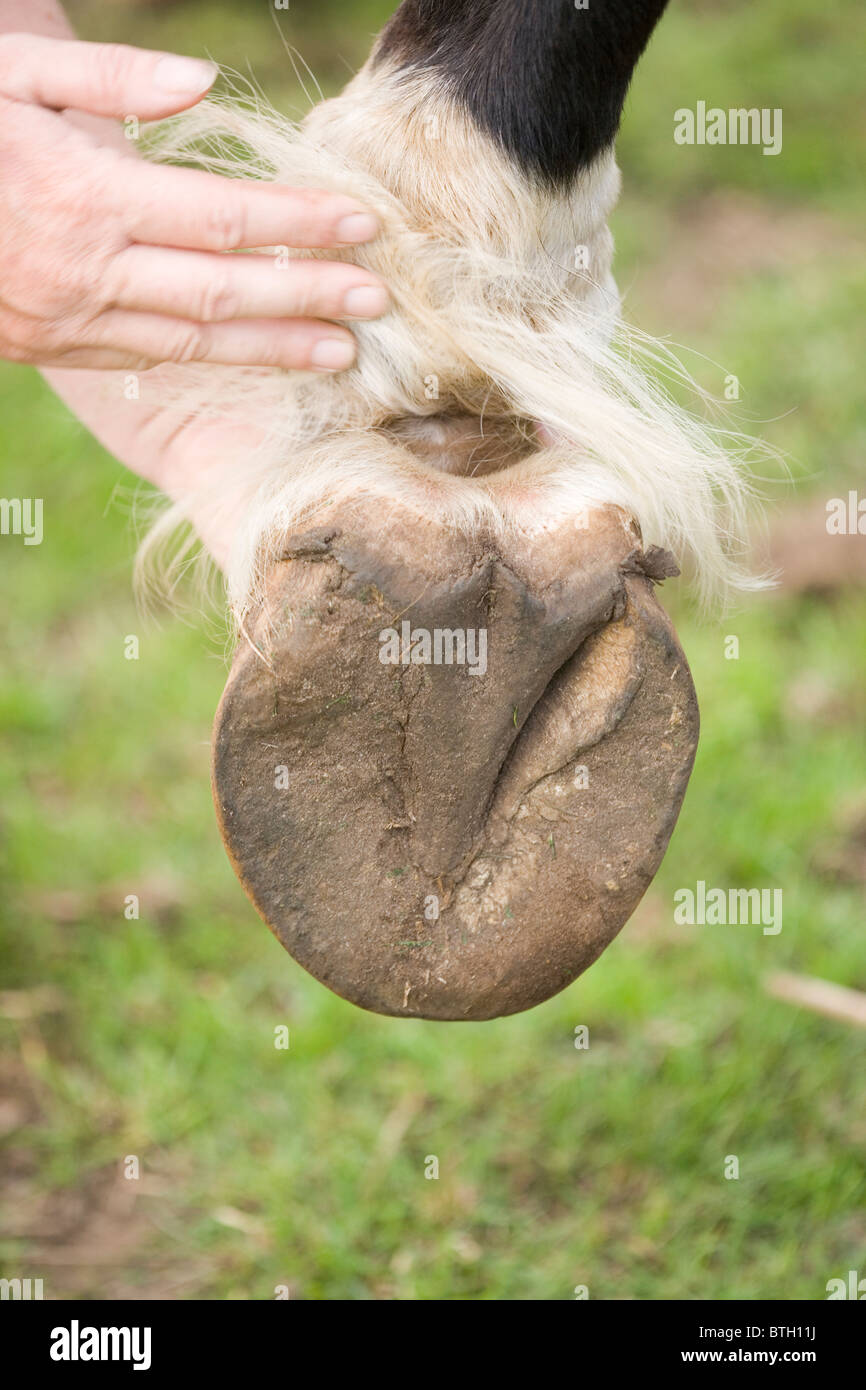 Cavallo (Equus caballus), il piede anteriore e a piedi nudi zoccolo che mostra la parte inferiore con lampadina, rana, suola. Foto Stock