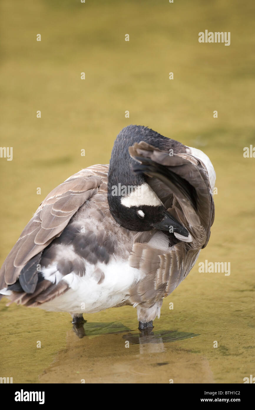 Canada Goose (Branta canadensis). Preening sotto un'ala. NB palpebre chiuse, proteggendo gli occhi superficie a sfera. Foto Stock